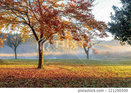日出斜光和落葉染紅的樹葉【秋天的早晨】 121200300