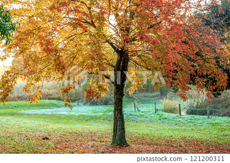 日出斜光和落葉染紅的樹葉【秋天的早晨】 日出斜光和落葉染紅的樹葉【秋天的早晨】 121200311