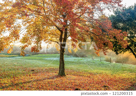 Leaves colored by the slanting sunlight of the rising sun and fallen leaves [Autumn morning] 121200315