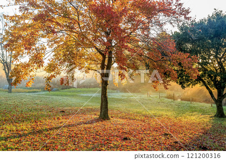 Leaves colored by the slanting sunlight of the rising sun and fallen leaves [Autumn morning] 121200316