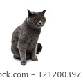 Beautiful gray cat isolated on white background. 121200397