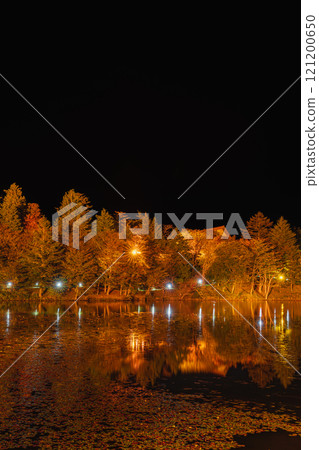 Illuminated autumn leaves starting to change color on Chausuyama Plateau and trees and autumn leaves reflected on the water surface at Yahazu Pond (Aichi Prefecture) 121200650