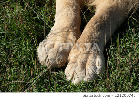 Lion Paws Grass Close-up: Detailed view of lion paws resting on green grass in a natural habitat. Lion Paws Grass Close-up: Detailed view of lion paws resting on green grass in a natural habitat. 121200745