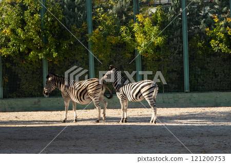 Zebras Zoo Enclosure Two Zebras Standing Together Zebras Zoo Enclosure Two Zebras Standing Together 121200753