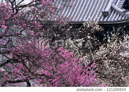 Red and white plum blossoms in early spring 121200934