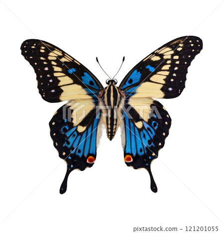 A vibrant butterfly displaying blue and yellow patterns in mid-flight against a white background 121201055