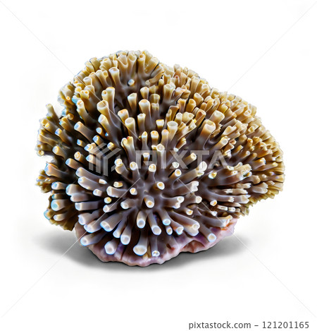 Coral specimen showcasing intricate branching structure and vibrant colors discovered underwater 121201165