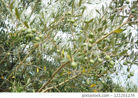 The olive, botanical name Olea europaea, meaning European olive, is a species of small tree or shrub in the family Oleaceae, found traditionally in the Mediterranean Basin, Africa and western Asia. 121201276