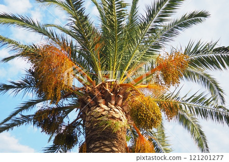 Ripening dates fruit on a palm tree branches, Phoenix dactylifera, commonly known as the date palm, a flowering-plant species in the palm family, Arecaceae, cultivated for edible sweet fruit of dates 121201277