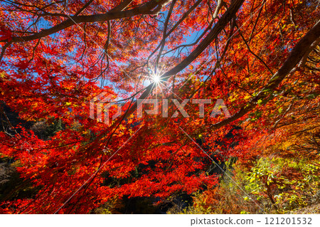 Otaki Kanba area, Chichibu City, Saitama Prefecture. Prefectural designated historic site, former residence of the Jomon people, Kanba Cave. The vivid backlit autumn leaves of the maple forest in front of the cave. 121201532