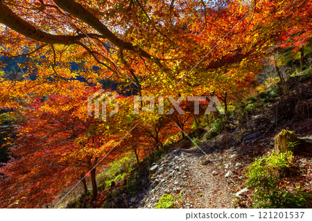 Otaki Kanba area, Chichibu City, Saitama Prefecture. Prefectural designated historic site, former residence of the Jomon people, Kanba Cave. The vivid backlit autumn leaves of the maple forest in front of the cave. 121201537