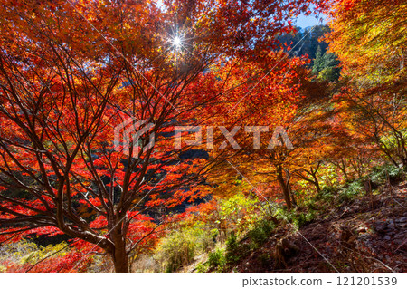 Otaki Kanba area, Chichibu City, Saitama Prefecture. Prefectural designated historic site, former residence of the Jomon people, Kanba Cave. The vivid backlit autumn leaves of the maple forest in front of the cave. 121201539