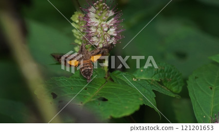 A star-studded hawk moth sucking nectar from a hawkweed 121201653