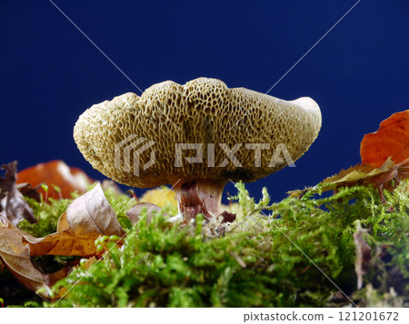 Suillus luteus Suillus luteus 121201672