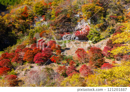 Otaki Kanba area, Chichibu City, Saitama Prefecture, a prefectural designated historic site of the Jomon people's residence, Kanba Cave and the vivid autumn foliage of the maple forest in front of the cave 121201887