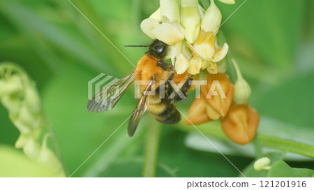 A tiger bumblebee sucking the honey of a weeping cowpea 121201916