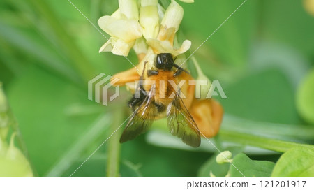 A tiger bumblebee sucking the honey of a weeping cowpea 121201917