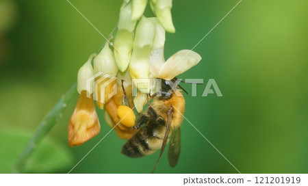 A tiger bumblebee sucking the honey of a weeping cowpea 121201919