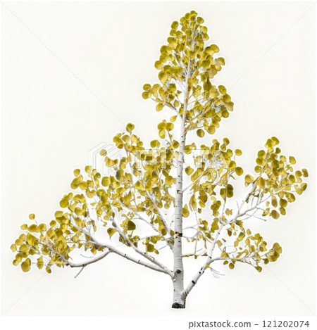 Bright green leaves on a silver birch tree against a neutral background during autumn season 121202074