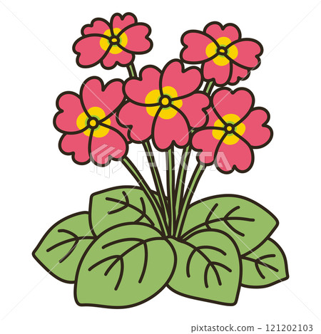 報春花Obconica 121202103