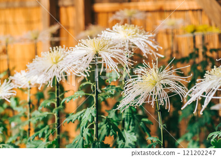 千和崎菊 茨城縣 121202247