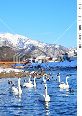 白鳥之裡公園（新潟縣） 121202304