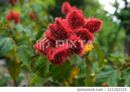 Lipstick tree flower Lipstick tree flower 121202325