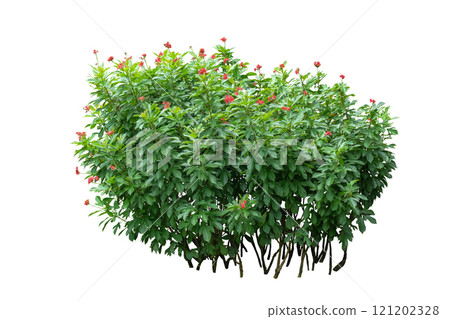 Jatropha integerrima plant 121202328