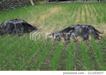 A pile of rice husks in a rice field after the harvest A pile of rice husks in a rice field after the harvest 121203037