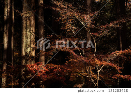 秋天的樹葉 秋天的樹葉 121203418