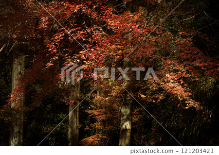 秋天的樹葉 秋天的樹葉 121203421