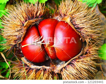 Chestnuts that fell to the ground Chestnuts that fell to the ground 121203441