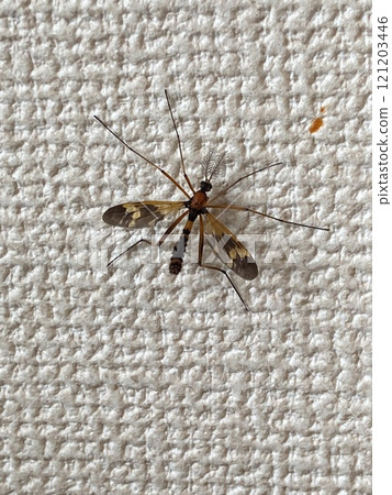Crane fly (Hino City, Tokyo) 121203446