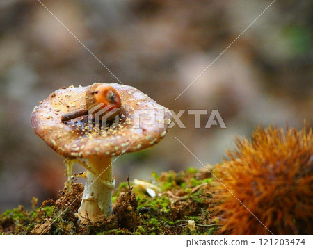 An acorn on top of a mushroom An acorn on top of a mushroom 121203474