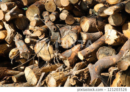 許多原木被砍伐和堆積 121203526