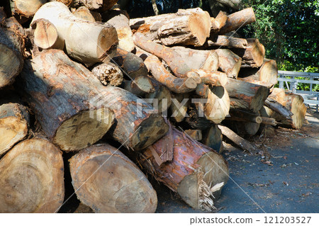 許多原木被砍伐和堆積 121203527