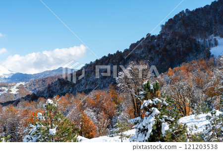 Landscape of a mountain autumn-winter forest with snow-covered branches of pine trees and orange foliage trees Landscape of a mountain autumn-winter forest with snow-covered branches of pine trees and orange foliage trees 121203538