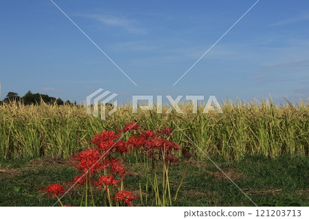 Clusters of red spider lilies in Isehara and Hyuga - One of Kanagawa's 100 best flower spots 121203713