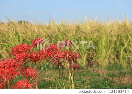 Clusters of red spider lilies in Isehara and Hyuga - One of Kanagawa's 100 best flower spots Clusters of red spider lilies in Isehara and Hyuga - One of Kanagawa's 100 best flower spots 121203714