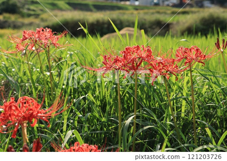 伊勢原、日向的紅蜘蛛百合 - 神奈川縣名花百選 121203726