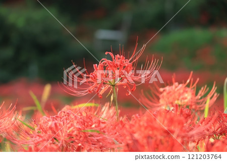 Clusters of red spider lilies in Isehara and Hyuga - One of Kanagawa's 100 best flower spots 121203764