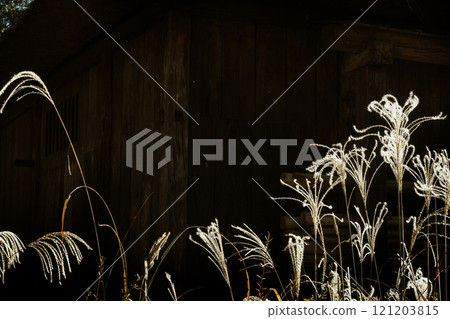 Image of autumn: Shining silver grass Image of autumn: Shining silver grass 121203815