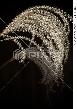 Image of autumn: Shining silver grass Image of autumn: Shining silver grass 121203818