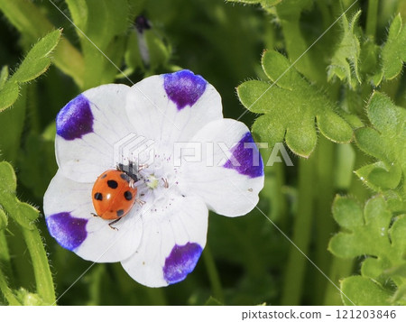 Ladybird stopping in flower 121203846