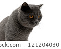 portrait of a cat with yellow eyes on a white background 121204030