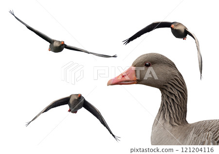 wild Gray Goose in flight isolated on white background wild Gray Goose in flight isolated on white background 121204116