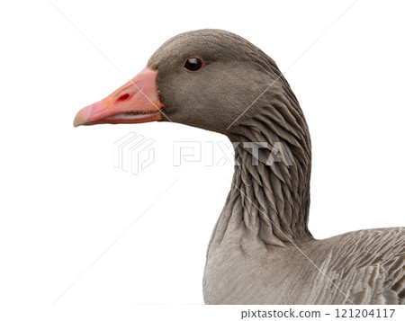 portrait wild gray goose isolated on white background 121204117