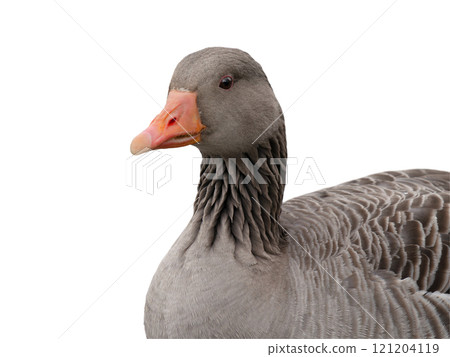 portrait wild gray goose isolated on white background portrait wild gray goose isolated on white background 121204119