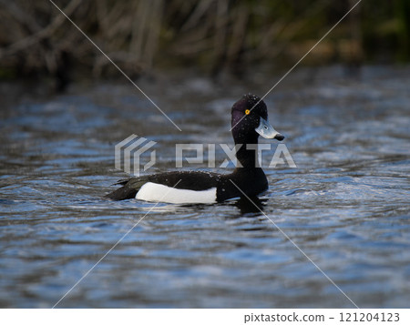 male tufted duck swimming on a lake. 121204123