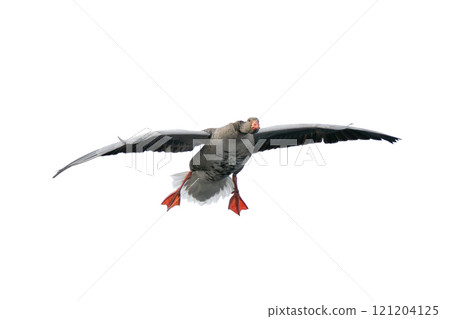 wild Gray Goose in flight isolated on white background 121204125